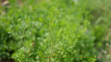 Fresh Green Herb Growing in Garden With Blurred Background