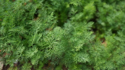 Fresh Green Herb Foliage with Vibrant Leafy Textures and Details