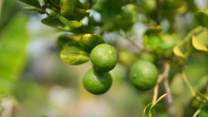 Fresh Green Limes on Tree Branch in Natural Garden Setting