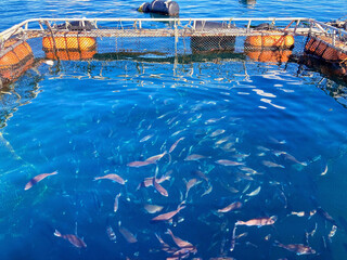 天然いけすの中で泳ぐ魚