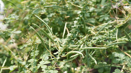 Green Plant with Long Leaves and Small Flowers in Natural Setting