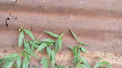 Green Leaves Growing Against Rusty Metal Surface Nature Background