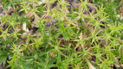 Lush Green Moss with Star-Shaped Leaves in Natural Environment