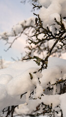 Snow covered leaveless branches - close up