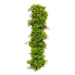 Green moss isolated on transparent background