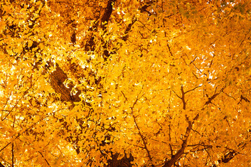 【銀杏】秋に金色に輝くイチョウ【紅葉】