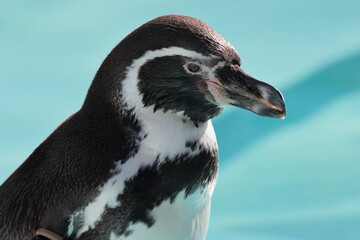 Fototapeta premium フンボルトペンギン