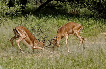 Two Male Impalas Fighting _DSC_0106