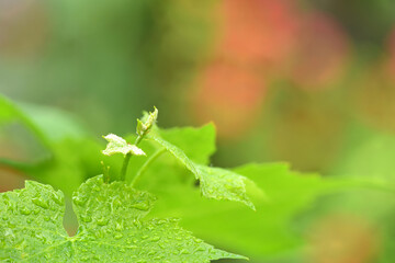 Young inflorescence of grapes, closeup. Grape vine with young leaves and buds blooming on a grape vine in the vineyard.