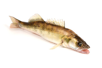 Zander river fish. Pike perch fish isolated on white.