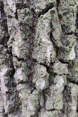 Tree bark texture. Birch bark, close-up.
