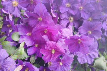 The abundant clematis Niobe of dark violet purple color with a large flower in the garden.
