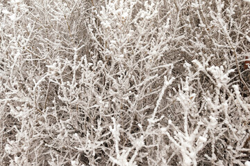 Winter graphically texture of snow covered bushes. First snow stuck on the branches of trees. Frost and cold day. Close-up. Texture for  Background..
