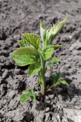 Blackberry sprouts grow from the ground. Spring time.