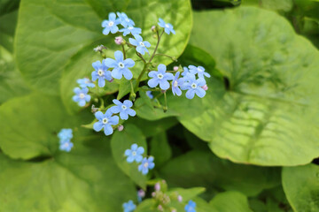 Forget-me-nots, Myosotis sylvatica, Myosotis scorpioides. Spring blossom background.