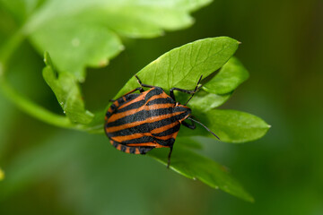 Colorful Striped Bug or Minstrel Bug Graphosoma lineatum, Graphosoma italicum.