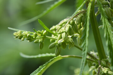 Obraz premium Cannabis flowers. Fresh marijuana. Medicinal and medicinal cannabis.