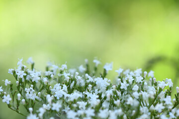 White flowers of Valiriana. Flowers are grouped in one head.