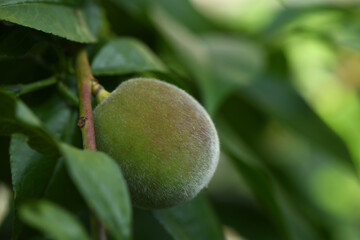 Green peach fruit. Photo of early peaches on a tree branch.