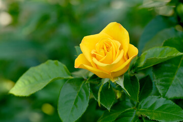 Flower of Yellow Rose in the summer garden.