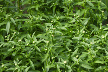 A close-up of unblown white chamomile buds. Tanacetum parthenium is a perennial, aromatic herbaceous plant.