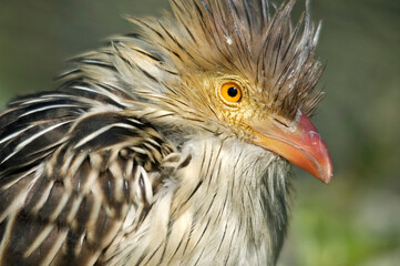 Guira Cuckoo close up  _DSC_3210
