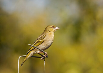 Yellow Weaver Bird in my Garden  _DSC_3815