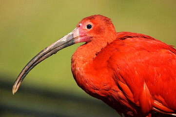 Scarlet Ibis Close Up  _DSC_3338