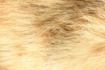 Red animal fur. Orange abstract fur background.