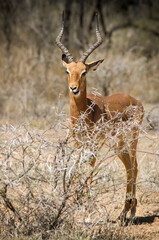 Naklejka premium Male Impala Staring at me _DSC_3997