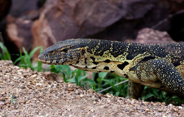 Monitor Lizard photographed in Africa _DSC_4062