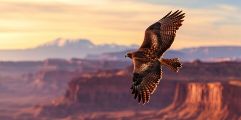 wildlife rescue release concept. A majestic hawk soars over a stunning desert landscape at sunset, showcasing its wings and the beauty of nature.