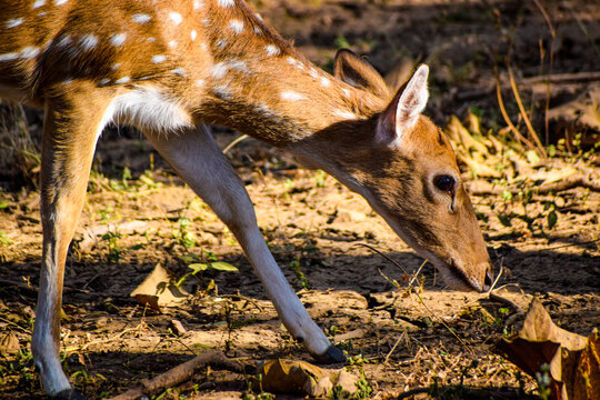 Deer grazing grass in the wild forest