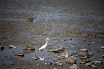 cranes on the beach