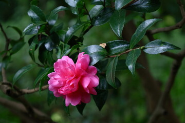 冬の寒空に咲く
