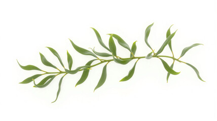 Obraz premium twig of rosemary