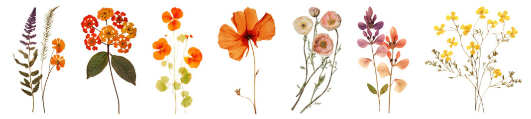 Dry flower png cut out element set, transparent background