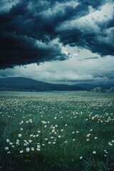 Field with White Flowers