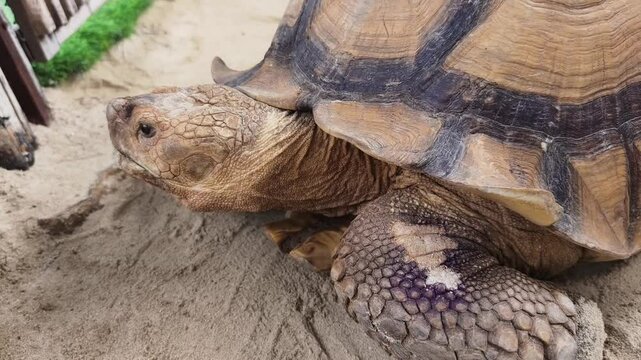 Large brown sea turtle in its natural habitat
