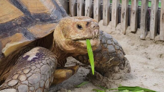 Large brown sea turtle in its natural habitat