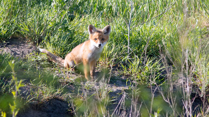 fox in the grass