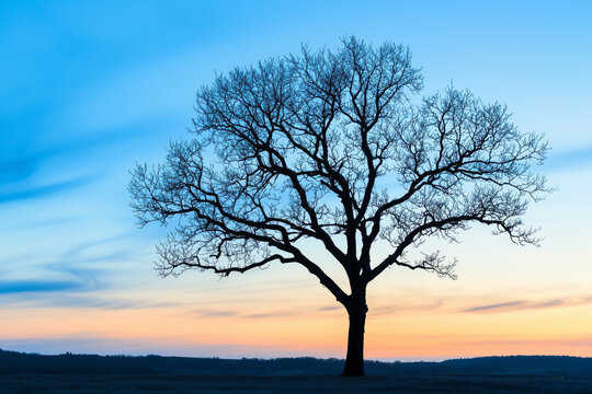 A striking silhouette of a bare tree standing alone in a serene countryside field, against a vibrant gradient sunset sky with soft blue and orange tones