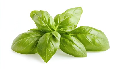 Stunning Close-Up of Fresh Basil Leaves Isolated on a White Background, Highlighting the Delicate Green Textures and Aroma of This Culinary Herb.