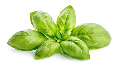 Stunning Close-Up of Fresh Basil Leaves Isolated on a White Background, Highlighting the Delicate Green Textures and Aroma of This Culinary Herb.