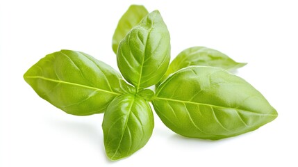 Obraz premium Stunning Close-Up of Fresh Basil Leaves Isolated on a White Background, Highlighting the Delicate Green Textures and Aroma of This Culinary Herb.