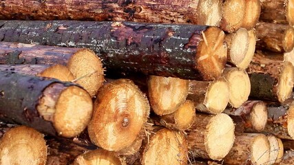 Logging activities in a serene forest setting showcasing freshly cut timber and rustic beauty