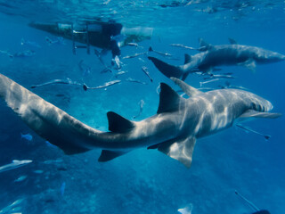 Obraz premium squali