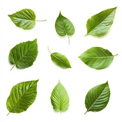 A collection of twelve green leaves isolated on a white background.