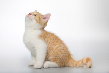Young kitten posing for portrait in studio on gray background