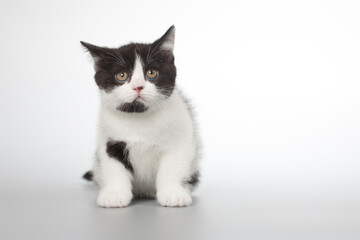 Spotty young kitten posing for portrait in studio on gray background